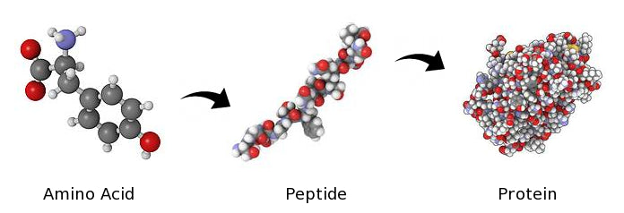 Peptídeos versus Proteínas